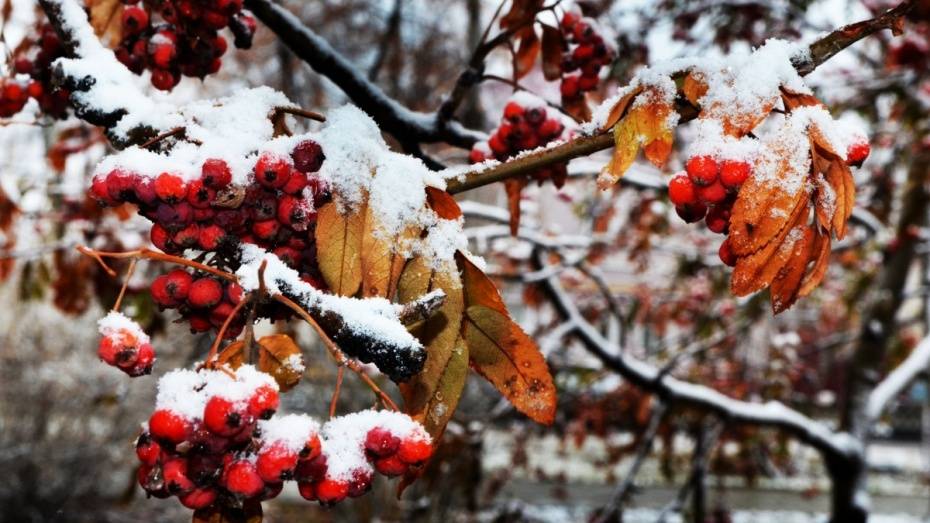 Синоптики спрогнозировали морозную и снежную неделю в Воронеже