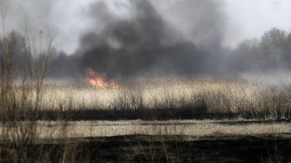 Множество ландшафтных пожаров фиксируют в Воронежской области