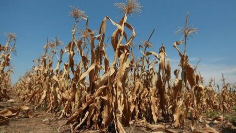 В Павловском районе массово гибнут растения на приусадебных участках