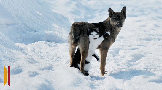 В Павловском районе пройдет отлов безнадзорных животных