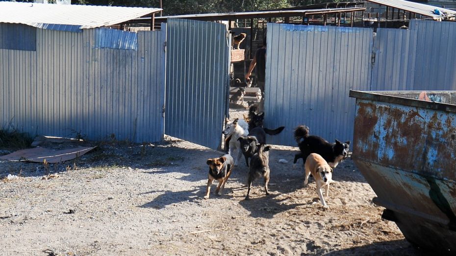 Хозяин воронежского приюта «Дора» выпустил на улицу 30 собак