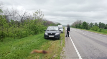 Воронежских водителей предупредили о лесных животных на дорогах
