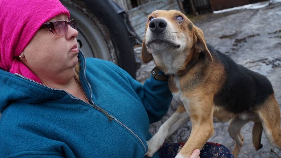 В Богучарском районе неизвестные обстреляли охотничью собаку из пневматического оружия