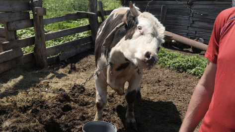 Житель Воронежской области спрятал заболевшую сибирской язвой корову от ветеринаров