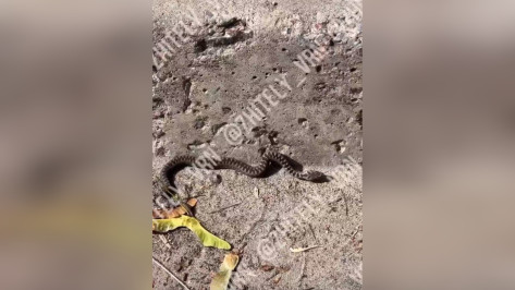 Воронежцы сообщили о ядовитой змее в жилом микрорайоне