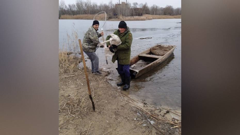 В Воронежской области спасли лебедя, который не улетел на юг