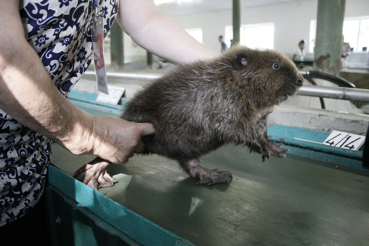 Араб секс құлдары нарығы