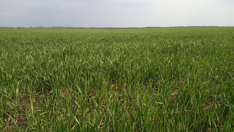 В воронежском агрохолдинге «Продимекс» спрогнозировали рекордный урожай озимых