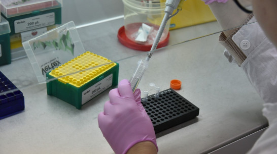 Малярия и Ку-лихорадка: какие болезни выявляли у воронежцев в 2022 году