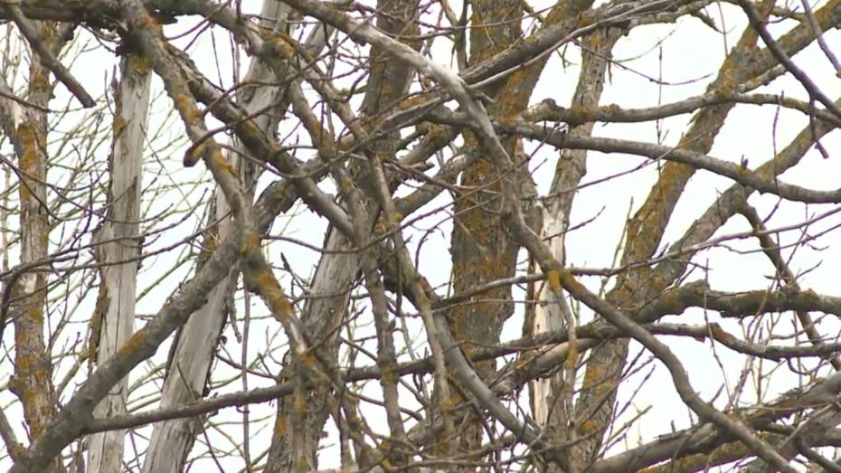 В Воронежской области впервые обнаружили заболевание суховершинности ясеня