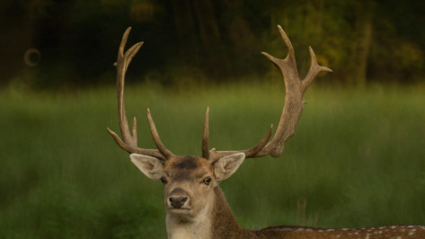 В Воронежской области утвердят лимиты охоты на оленей и барсуков