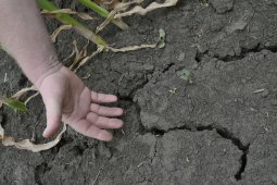 Гидрометцентр России: летом Воронежской области может грозить засуха
