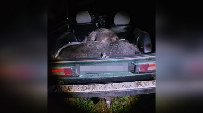 В Воронежской области задержали браконьеров с 2 тушами кабанов в багажнике авто