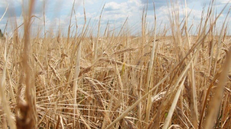 Аграрии Воронежской области собрали 3 млн т зерна