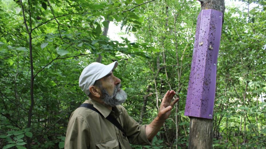 В Таловском районе ученые обнаружили в лесополосах вредителя ясеня