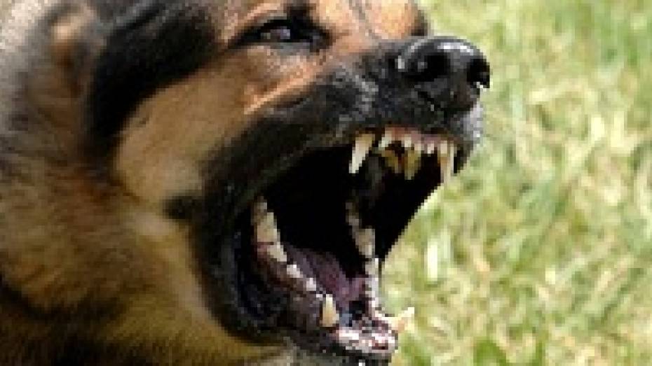 Собака, застреленная павловскими полицейскими, не была больна бешенством