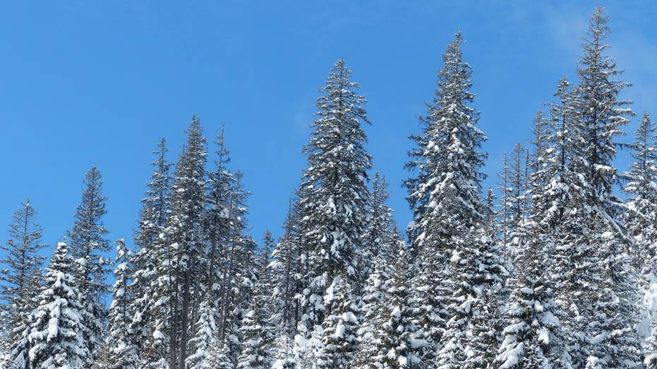 Воронежцам напомнили об ответственности за незаконную вырубку сосен
