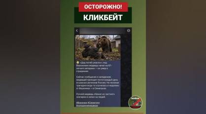 В воронежских пабликах распространились фейки о новых случаях нападений медведей на жителей региона