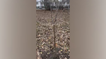 В Воронеже неизвестные незаконно обрезали саженцы в сквере