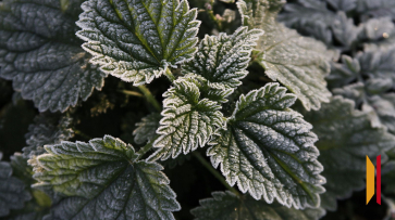 На выходных воронежцев ожидают заморозки