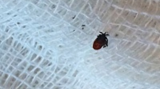 Клещи стали кусать воронежцев в три раза чаще