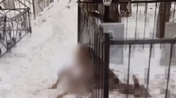 Хищники заживо обглодали застрявшую косулю на воронежском кладбище: видео