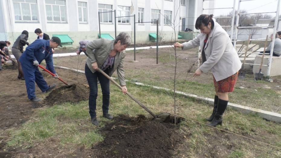 В новохоперском поселке Бороздиновский школьники заложили вишневый сад