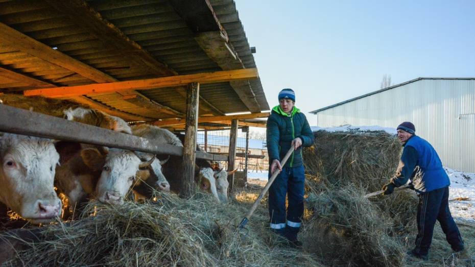 В 2016 году 5 острогожских хозяйств начнут разводить скот