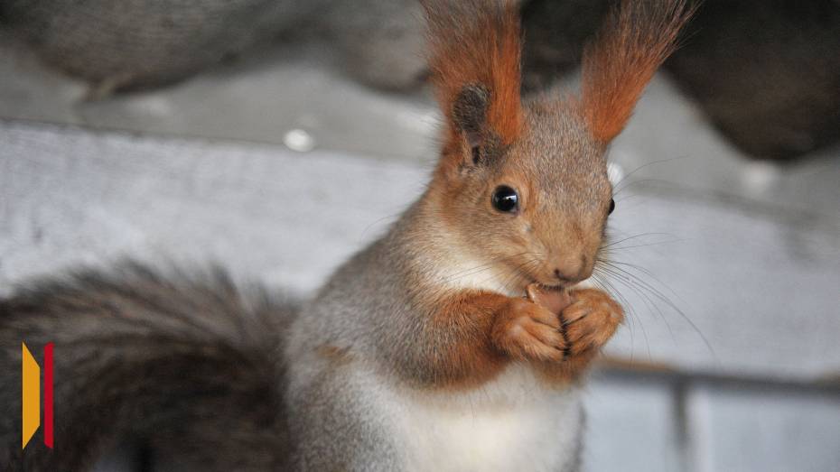 Воронежцам рассказали, как помочь белкам пережить зиму