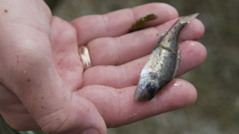 Экологи опровергли массовый мор рыбы в Воронежском водохранилище