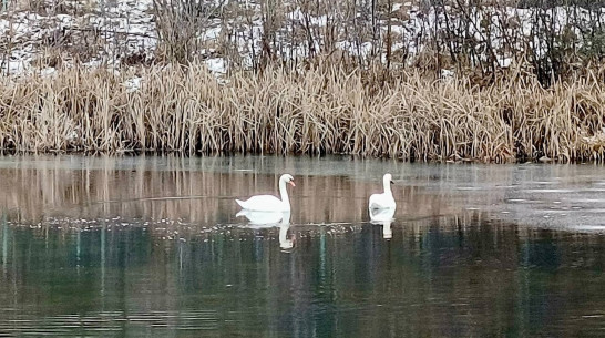 В воронежском селе Перлевка осталась на зиму пара лебедей