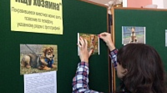 Бездомные животные Воронежа найдут хозяев через фотовыставку