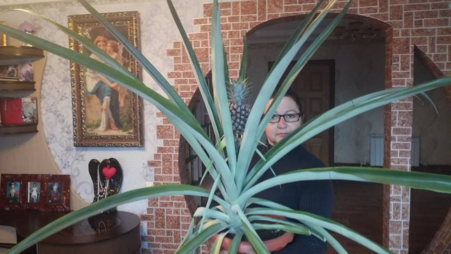 Жительница Воронежской области вырастила дома ананас