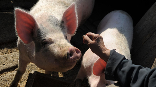 Карантин по африканской чуме свиней ввели в Новохоперском районе Воронежской области