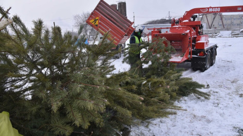 Воронежцев попросили не выбрасывать елки в мусорные контейнеры
