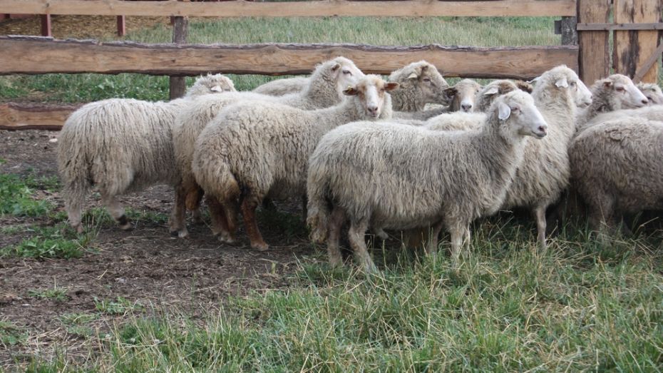 В Хохольском районе вырастят редкую породу кучугуровских овец
