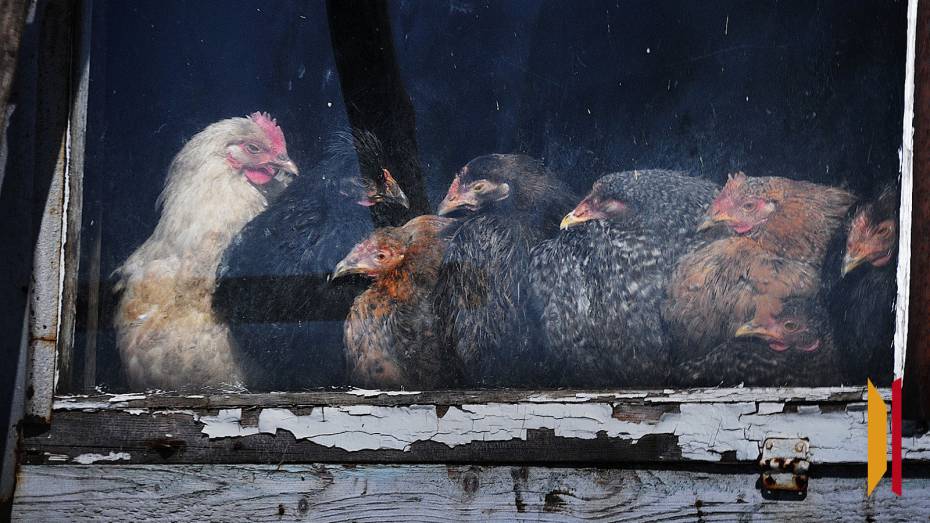 В Воронежской области птицефабрику закрыли на десять суток из-за антисанитарии