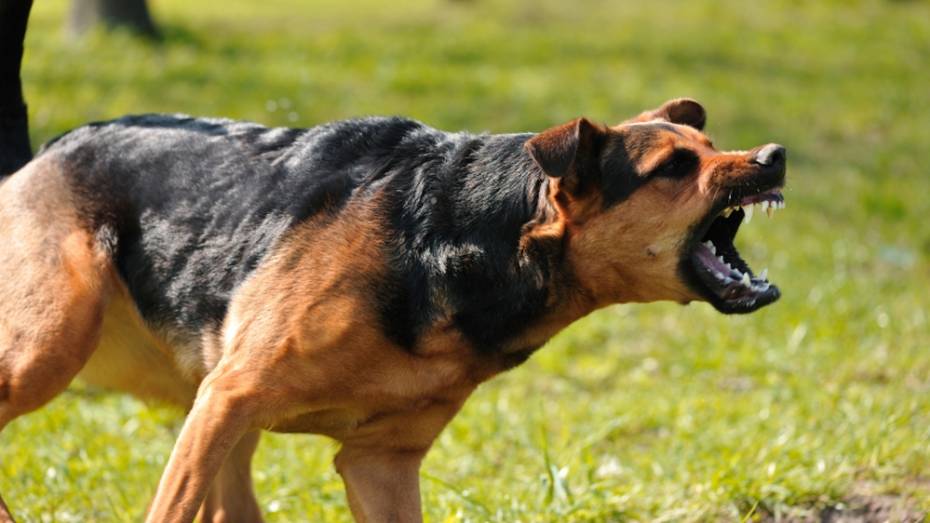 Натравившая собаку на соседку жительница Семилук заплатит 6 тыс рублей