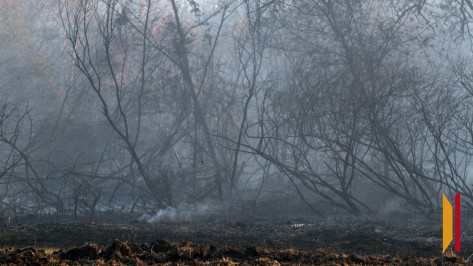 В Воронежской области объявили штормовое предупреждение из-за чрезвычайной пожарной опасности