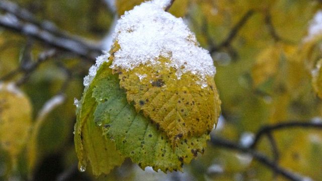 Первый снег в Воронеже сняли на видео