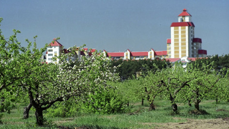 Воронежцев позвали навести порядок в яблоневом саду