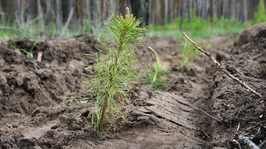 В Грибановском районе высадили 280 деревьев и кустарников