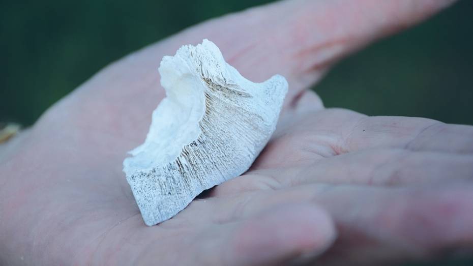 В меловых горах Калача обнаружили окаменевшие останки доисторического моллюска