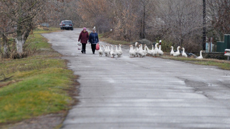 Больше на дороги и ФАПы. Что Воронежская облдума изменила в бюджете-2017 