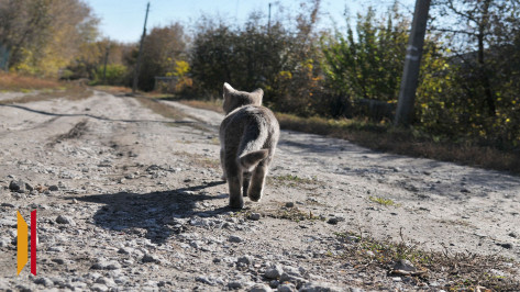 В Лисках Воронежской области 54-летний мужчина понесет наказание за сбитого котенка