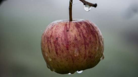 Урожай фруктов и ягод в Воронежской области будет вдвое ниже обычного из-за заморозков