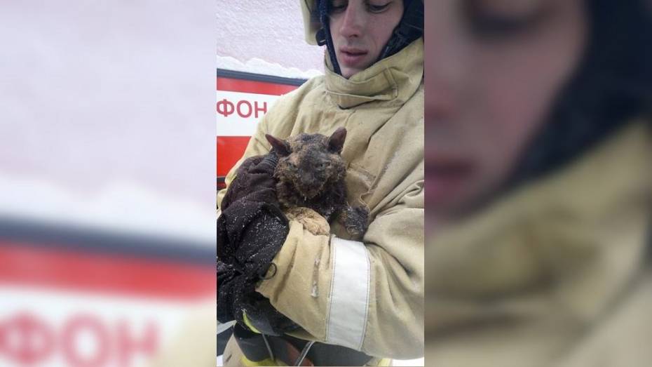 Пожарные спасли кошку из-под завалов после взрыва газа в Воронеже