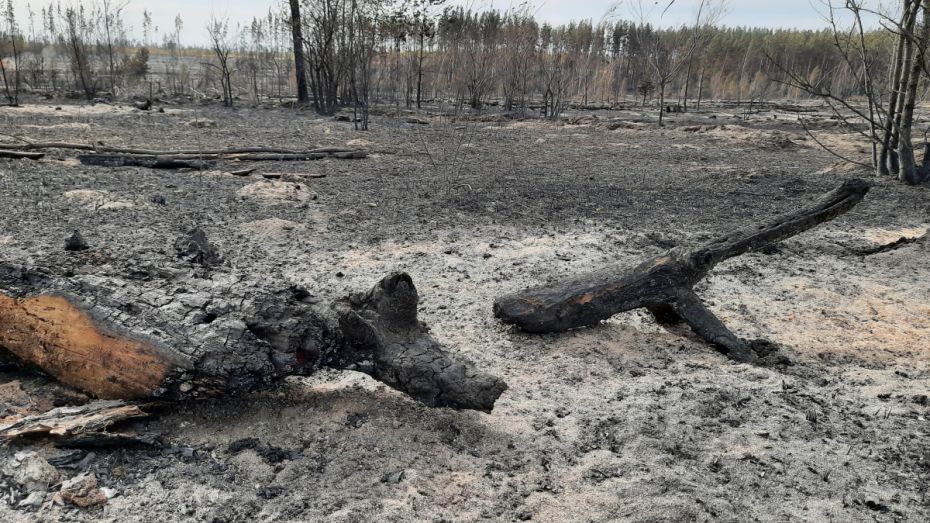Собственник пострадавших при пожаре участков в Воронежской области обратился в полицию