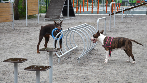 В Центральном парке Воронежа оборудуют площадку для выгула собак
