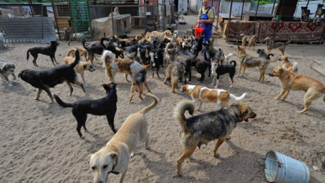 Воронежцы собирают подписи против закрытия приюта для бездомных животных «Дора» 